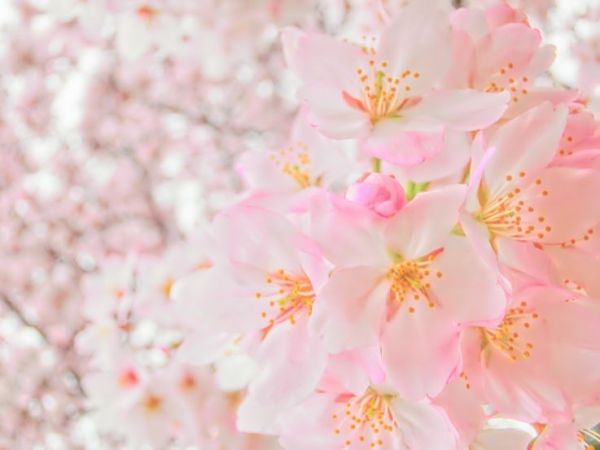 3月の誕生花 桜を大切な人に贈る時の6のポイント Fortune Media