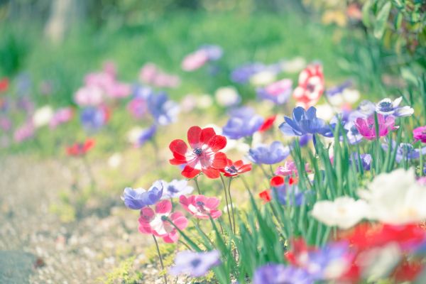 アネモネ 花言葉 怖い